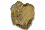 Dinosaur (Pachycephalosaurus?) Vertebra Centrum - Montana #324148-2